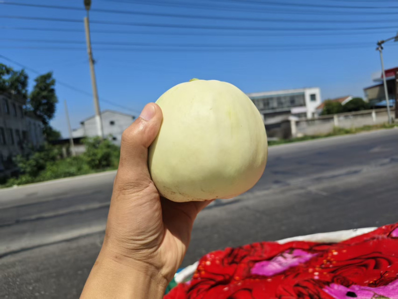 精品甜瓜大量上市，产地直发货源充足，欢迎电话咨询