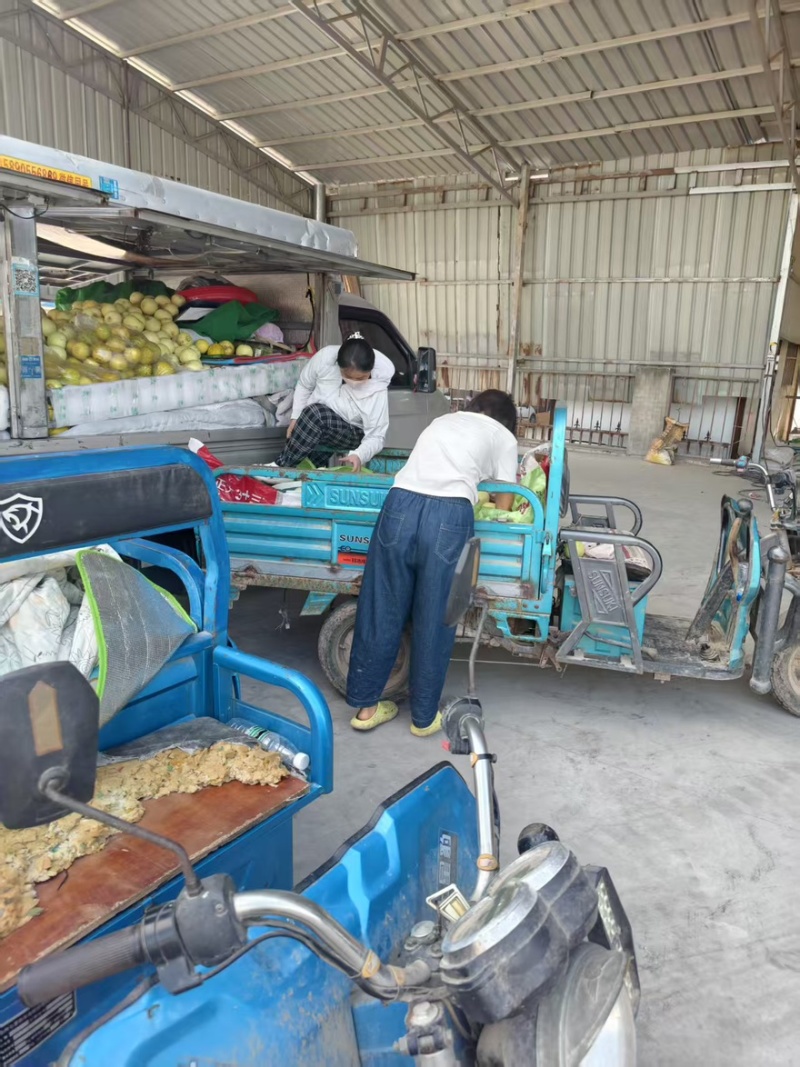 精品甜瓜大量上市，产地直发货源充足，欢迎电话咨询