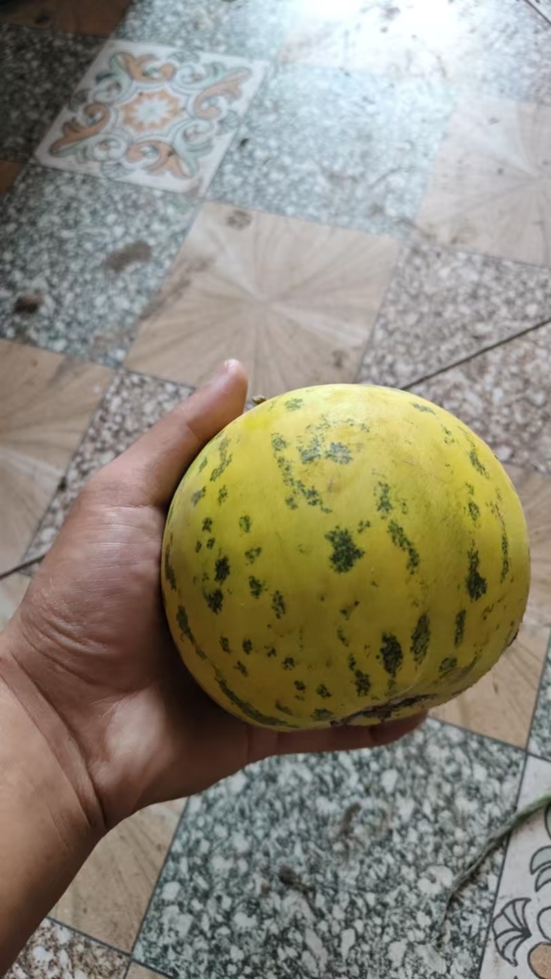 精品甜瓜大量上市，产地直发货源充足，欢迎电话咨询