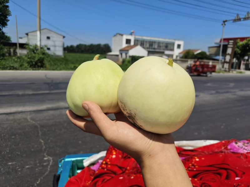 精品甜瓜大量上市，产地直发货源充足，欢迎电话咨询
