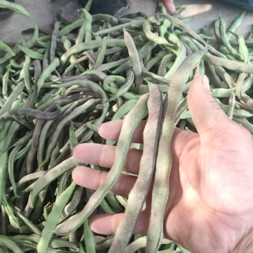 紫皮豆角