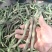 紫皮豆角
