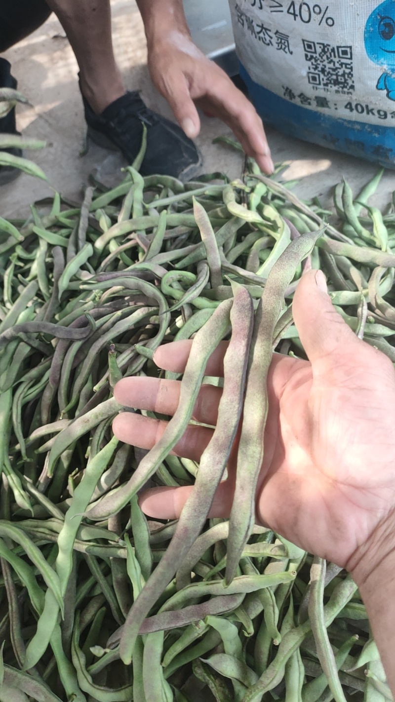 紫皮豆角