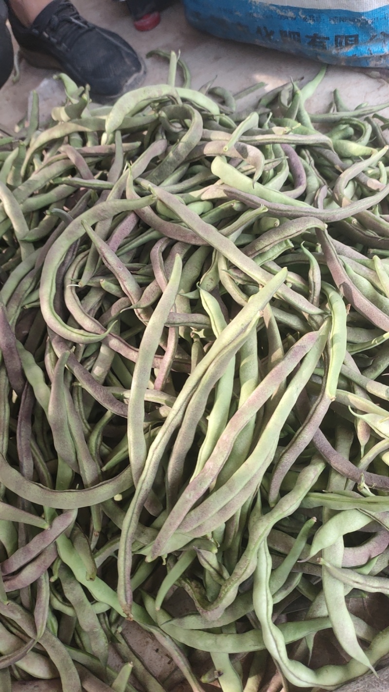 紫皮豆角