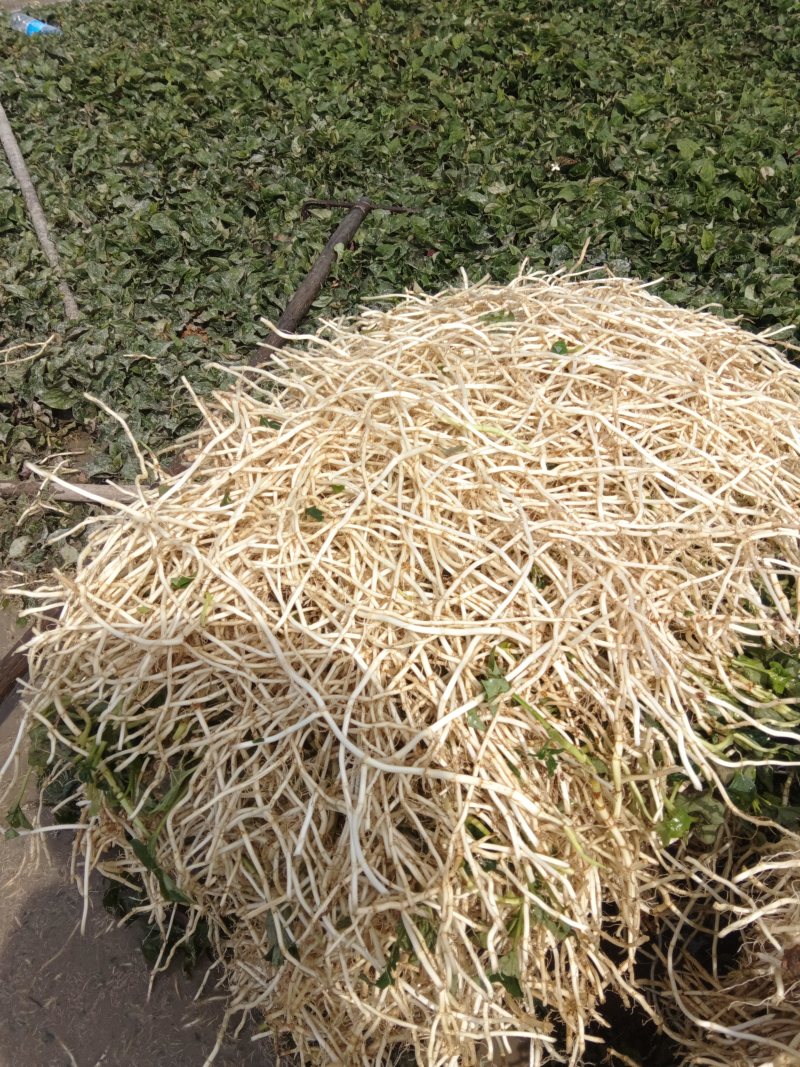 鱼腥草
