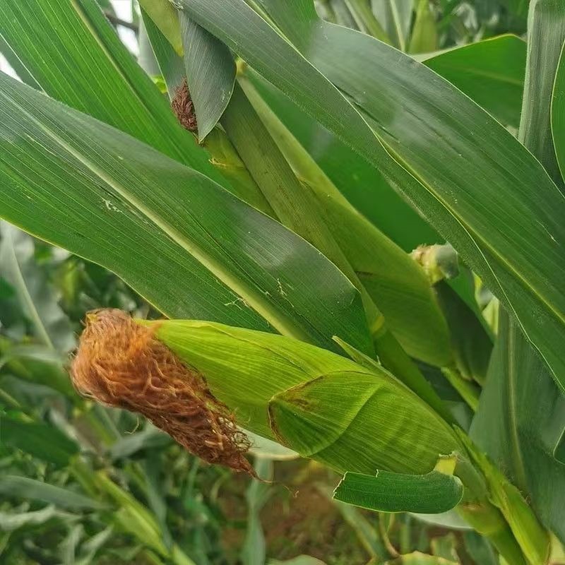 河南农家老式鲜玉米