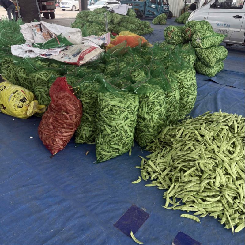 吉林豆角，吉林油豆角，九月青，东北油豆角