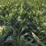 甜糯玉米