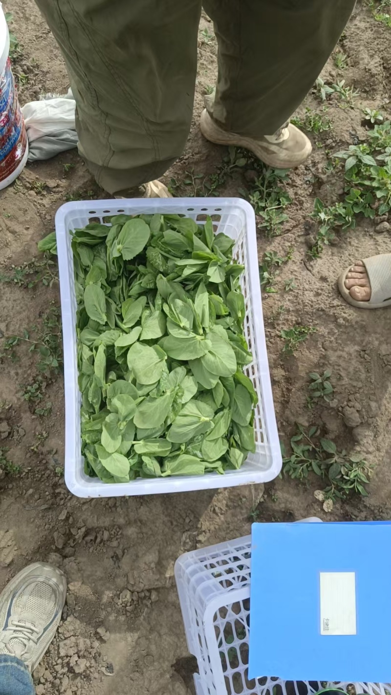 豌豆苗。