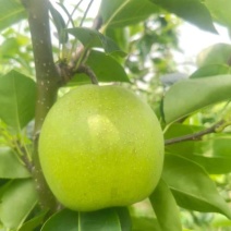 苏脆1号梨