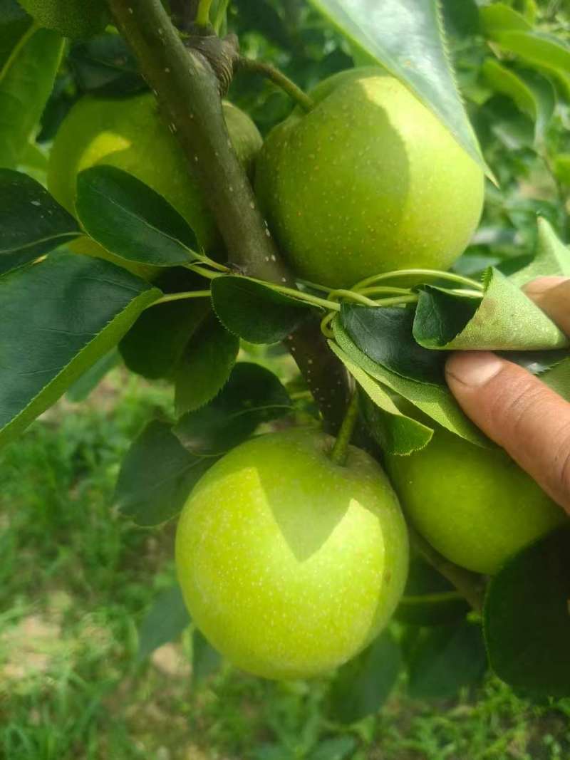苏脆1号梨