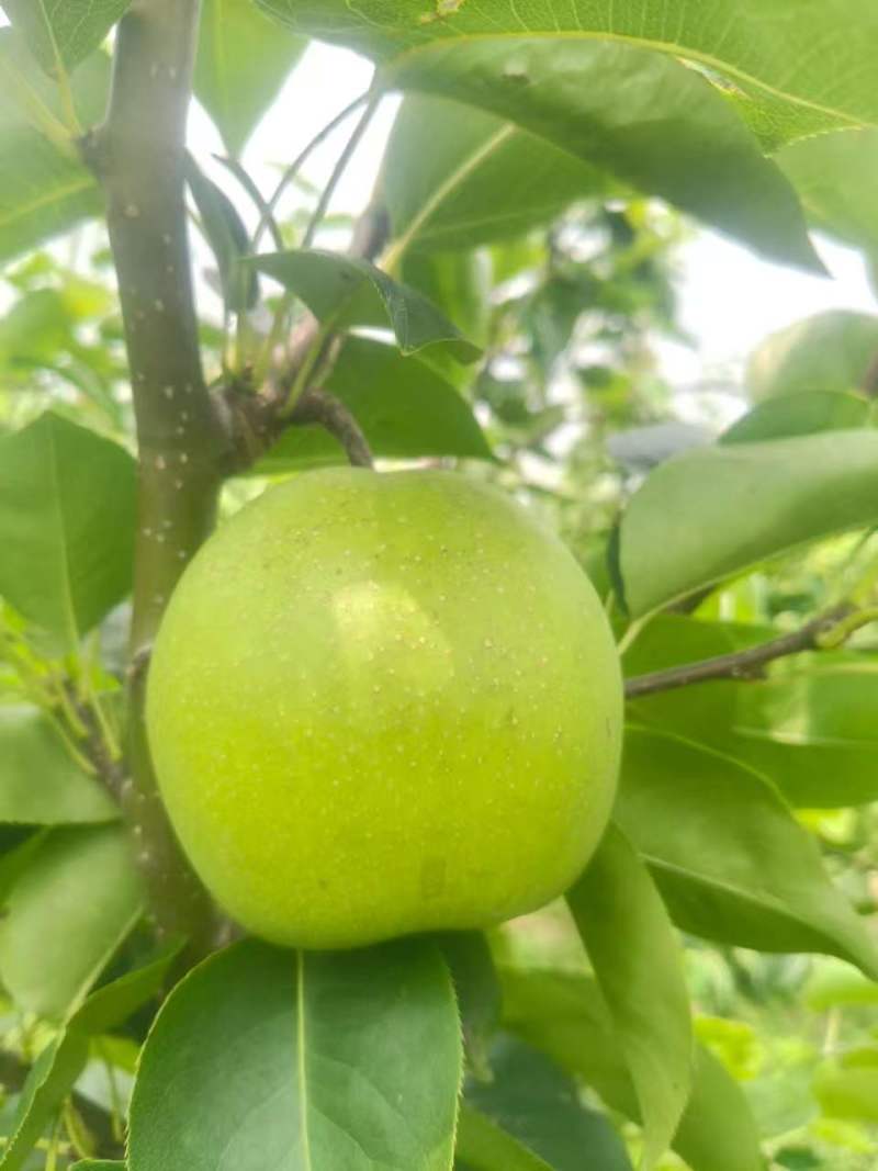 苏脆1号梨