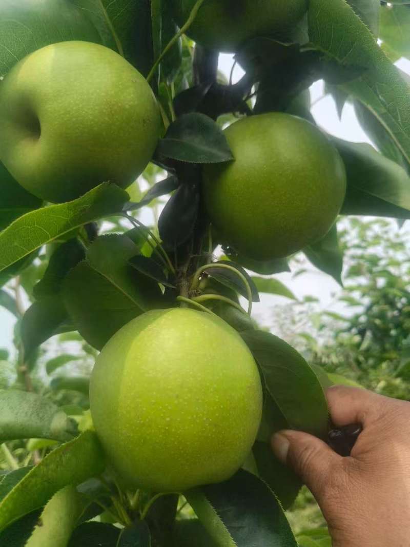 苏脆1号梨