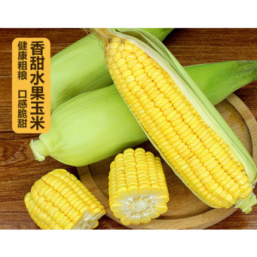 自家种植甜糯玉米