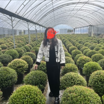 小叶赤楠球