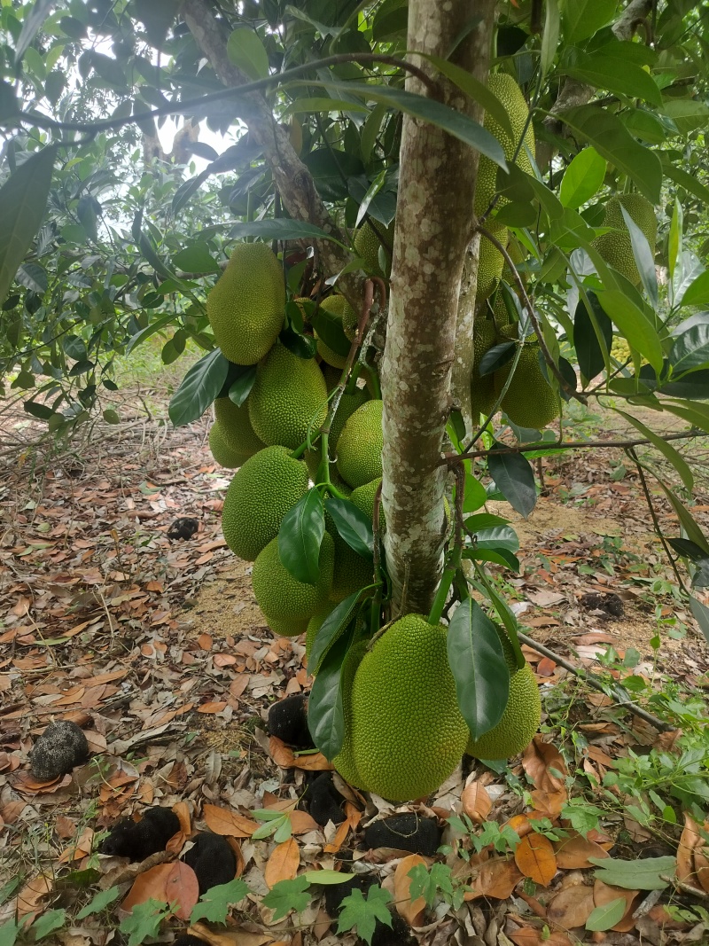 海南榴莲蜜，珍珠长梦尖大丁红带叶黄，大量供应