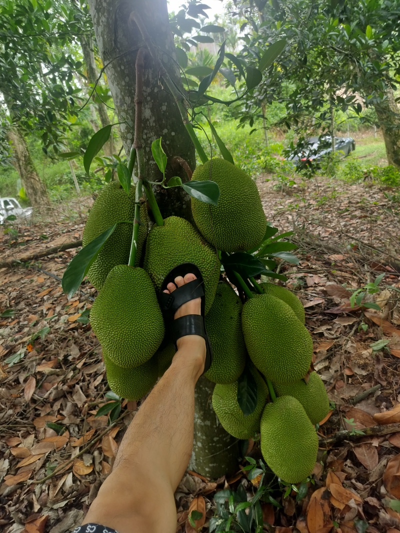海南榴莲蜜，珍珠长梦尖大丁红带叶黄，大量供应