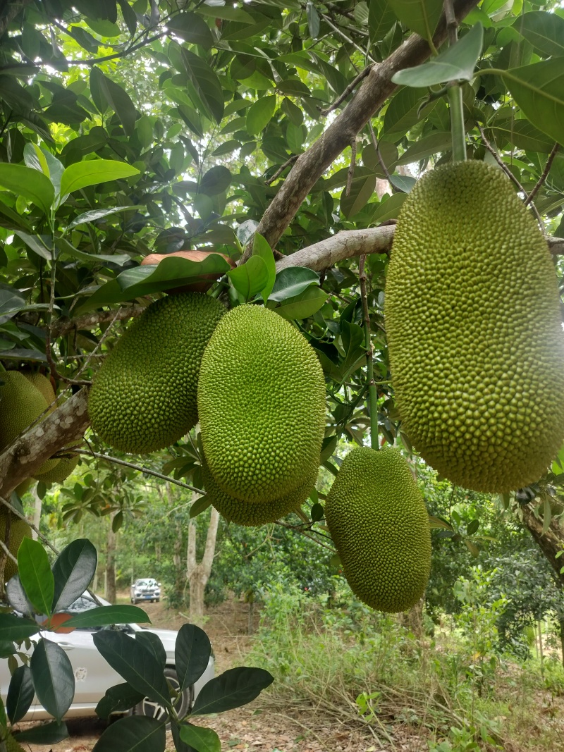 海南榴莲蜜，珍珠长梦尖大丁红带叶黄，大量供应