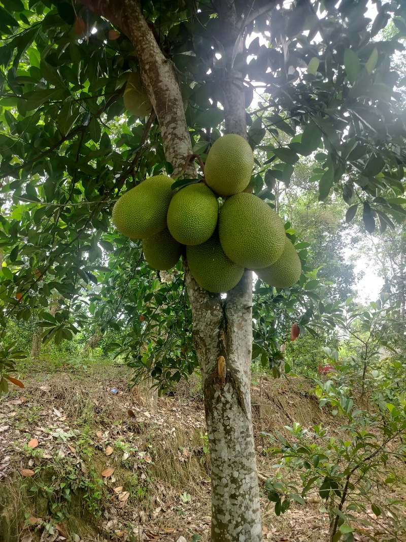 海南榴莲蜜，珍珠长梦尖大丁红带叶黄，大量供应