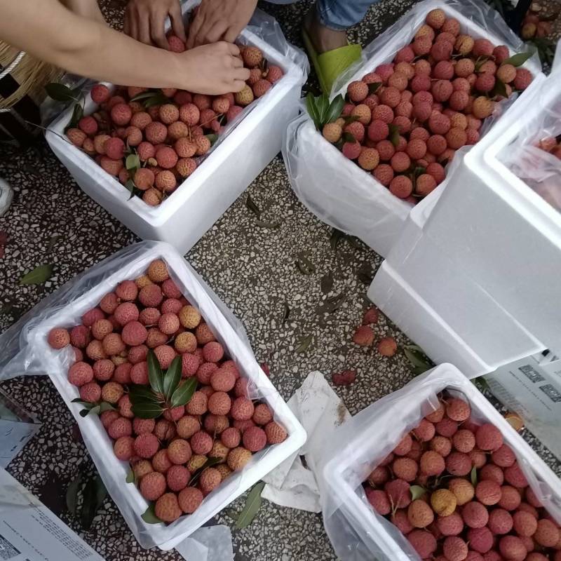 先进奉荔枝一件代发小核荔枝荔枝现摘现发**各大电商