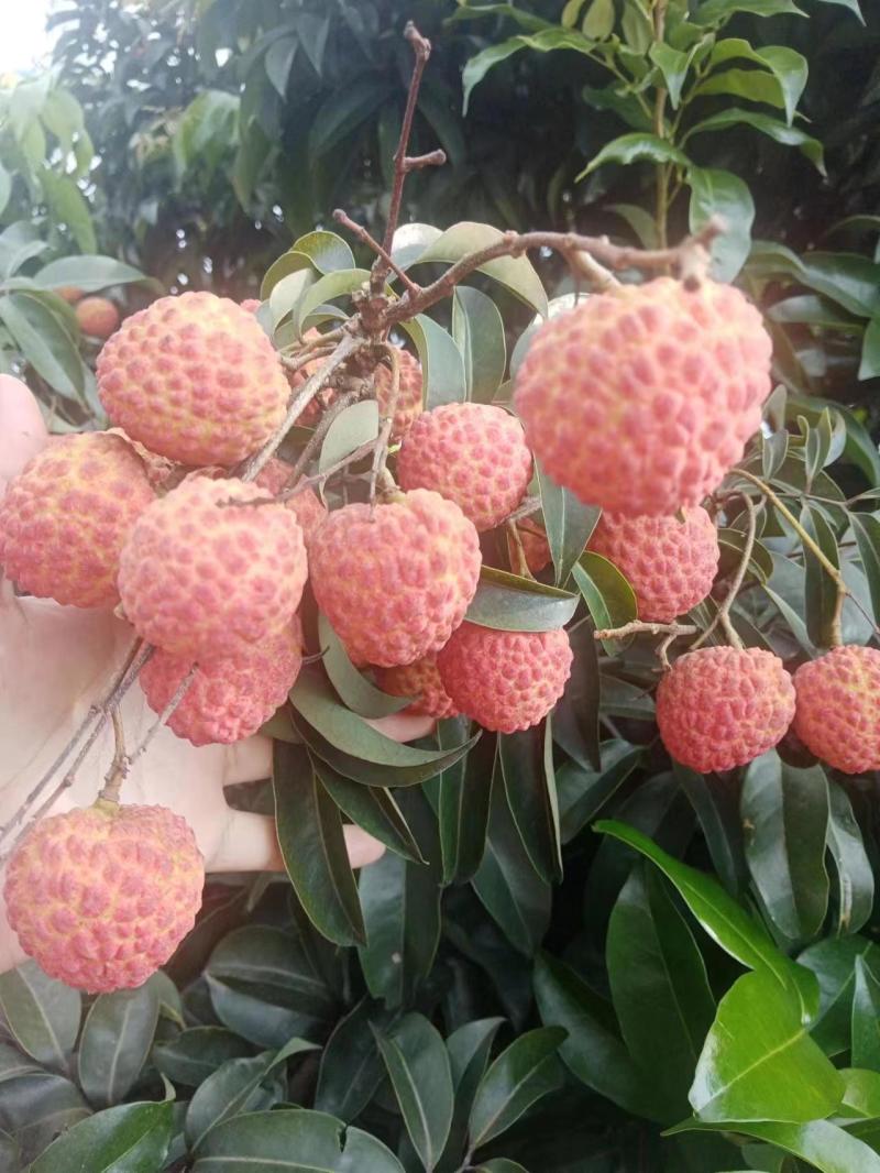 先进奉荔枝一件代发小核荔枝荔枝现摘现发**各大电商