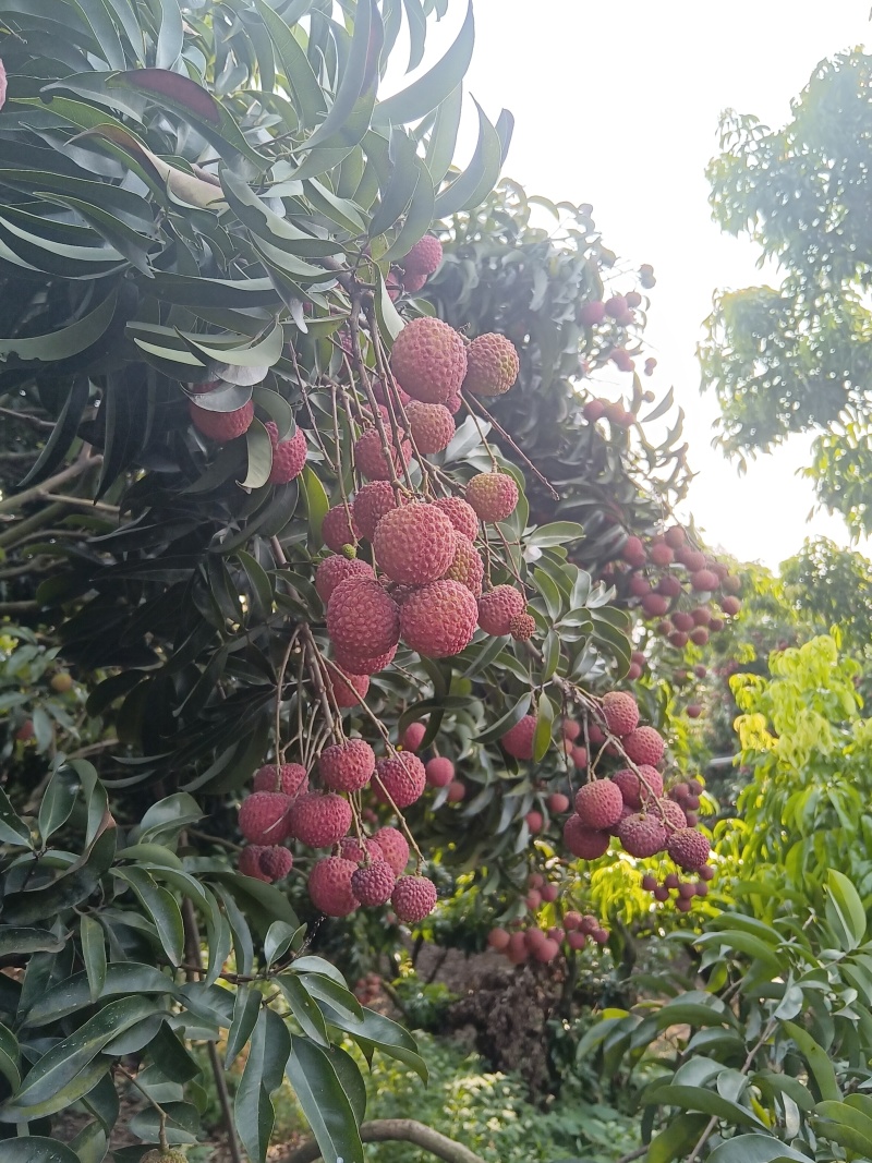 先进奉荔枝一件代发小核荔枝荔枝现摘现发**各大电商