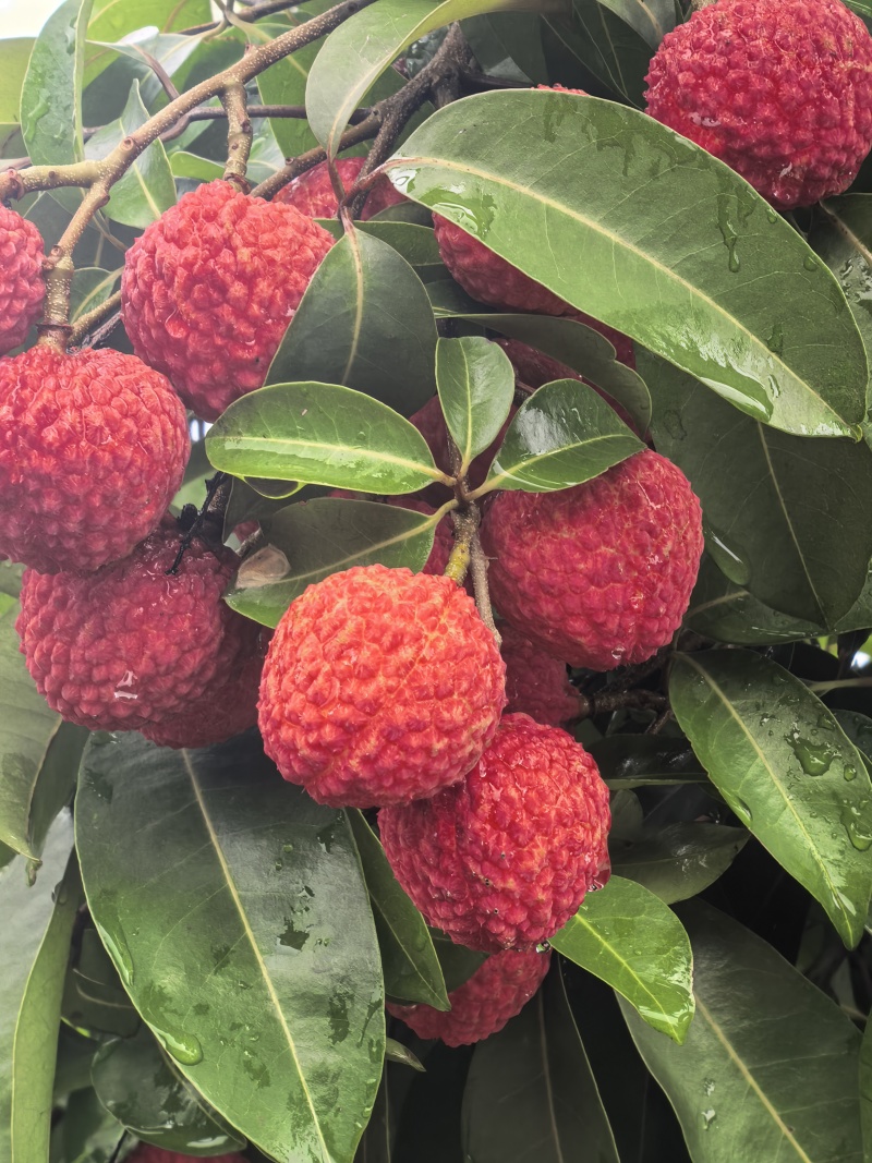 先进奉荔枝一件代发小核荔枝荔枝现摘现发**各大电商