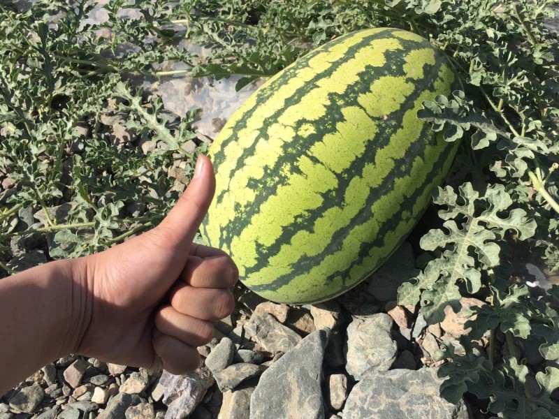 宁夏硒砂瓜产地一手货源糖度高耐运输石头缝里的硒砂
