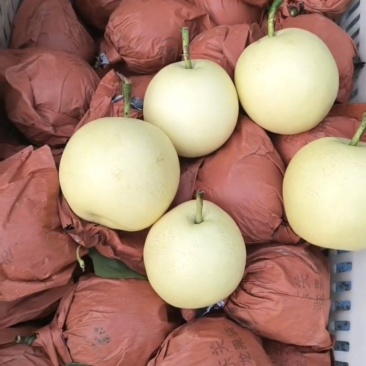 皇冠梨精品好货