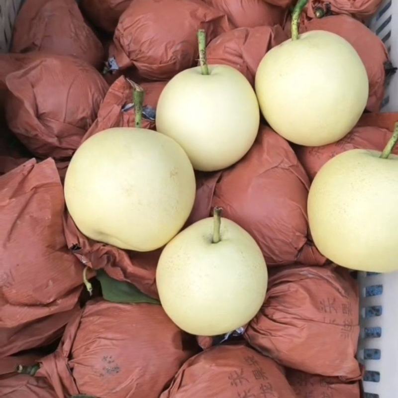 皇冠梨精品好货