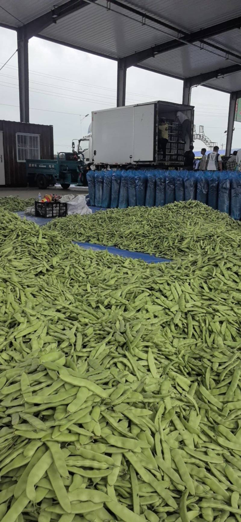 吉林油豆角大量供应，产地直发