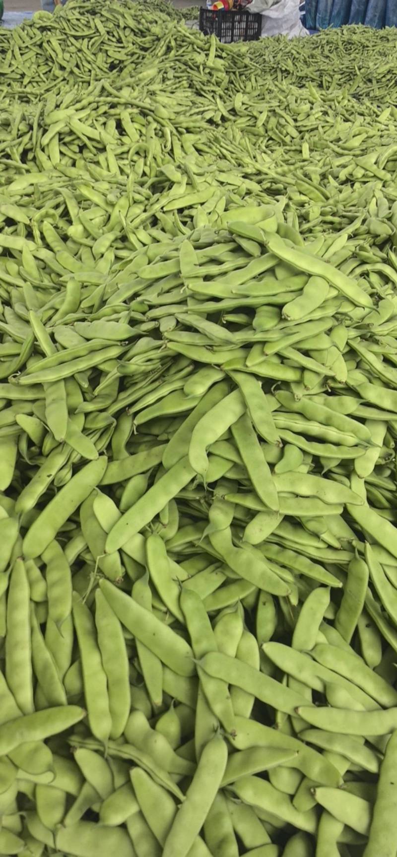 吉林油豆角大量供应，产地直发