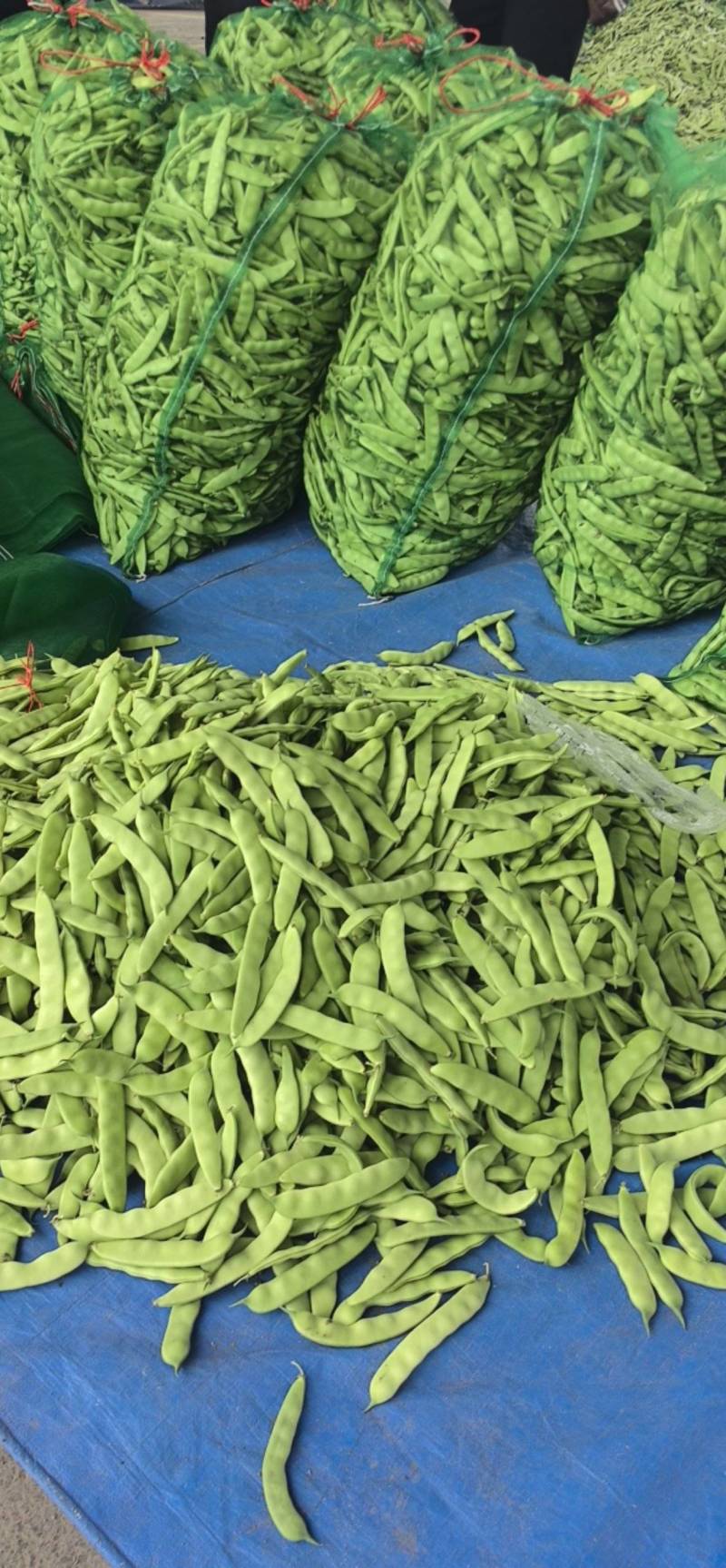 吉林油豆角大量供应，产地直发