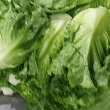 精品生菜意大利生菜