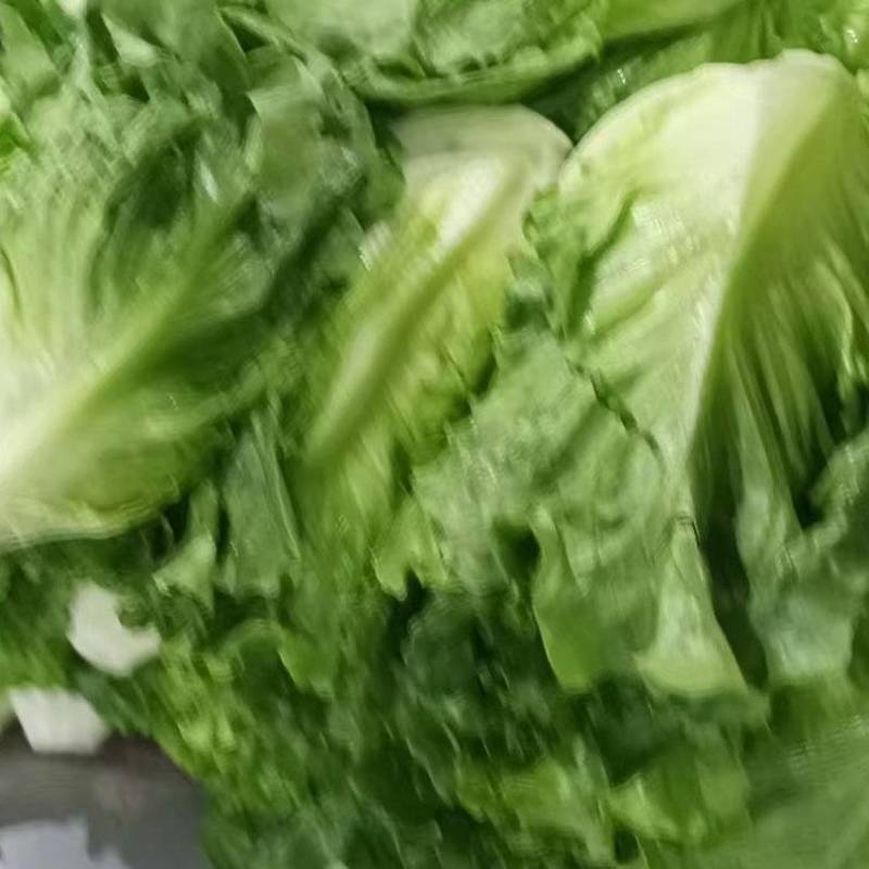 精品生菜意大利生菜