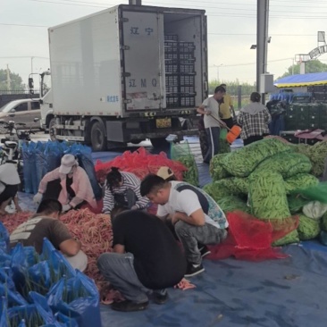 吉林大油豆角上市，品质好，全国发货