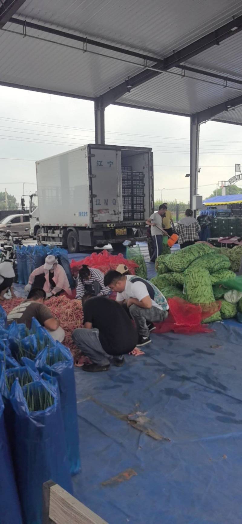吉林大油豆角上市，品质好，全国发货