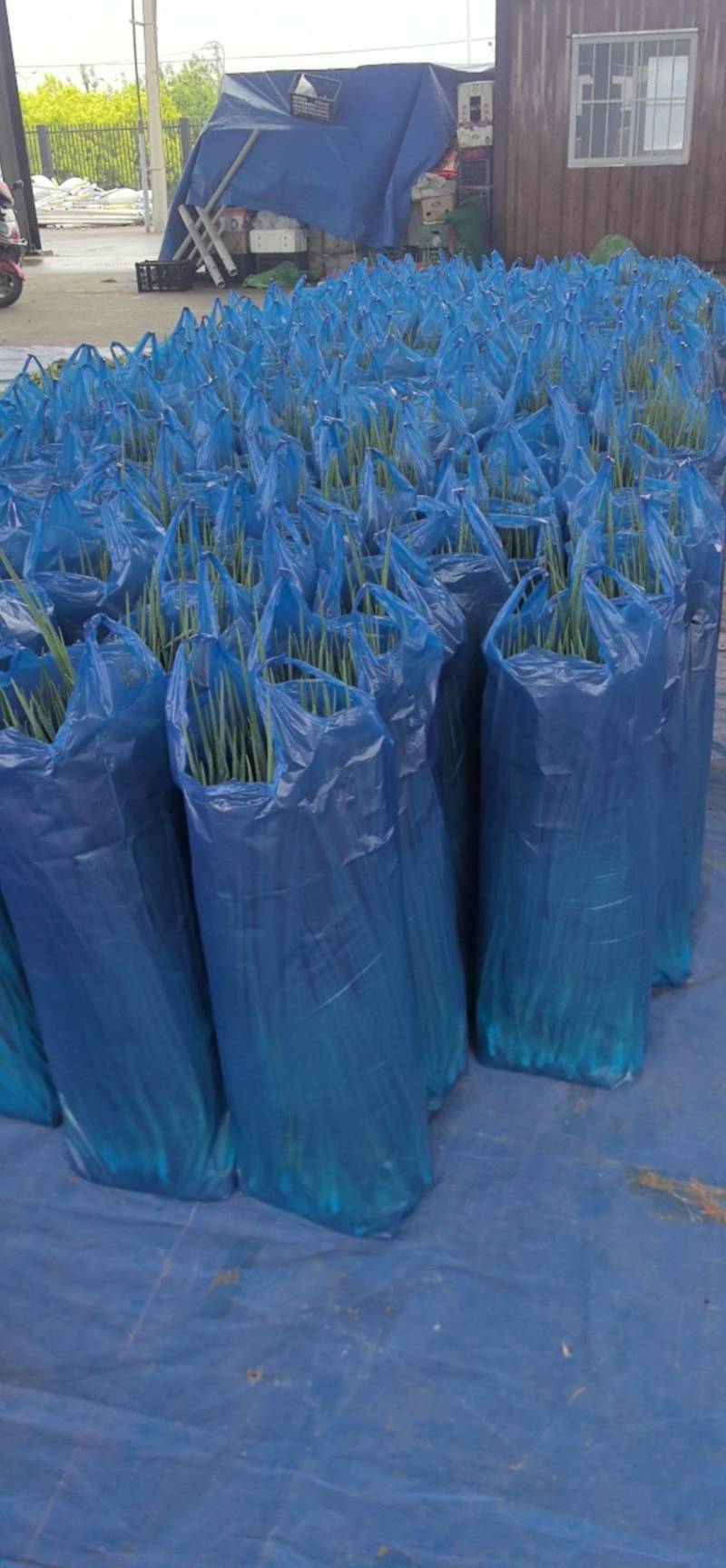 吉林大油豆角上市，品质好，全国发货