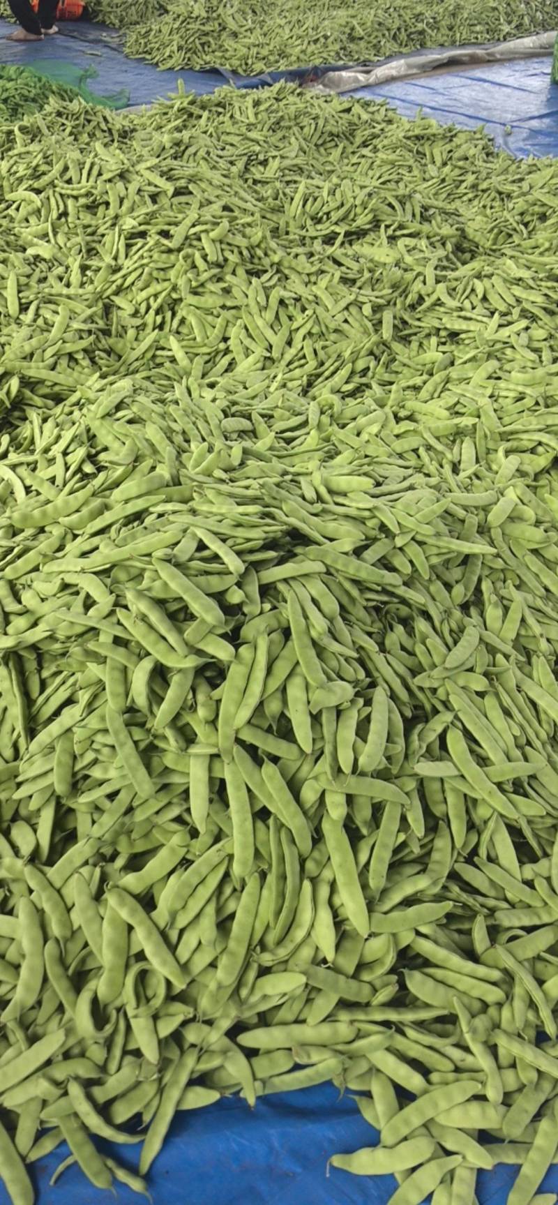吉林大油豆角上市，品质好，全国发货