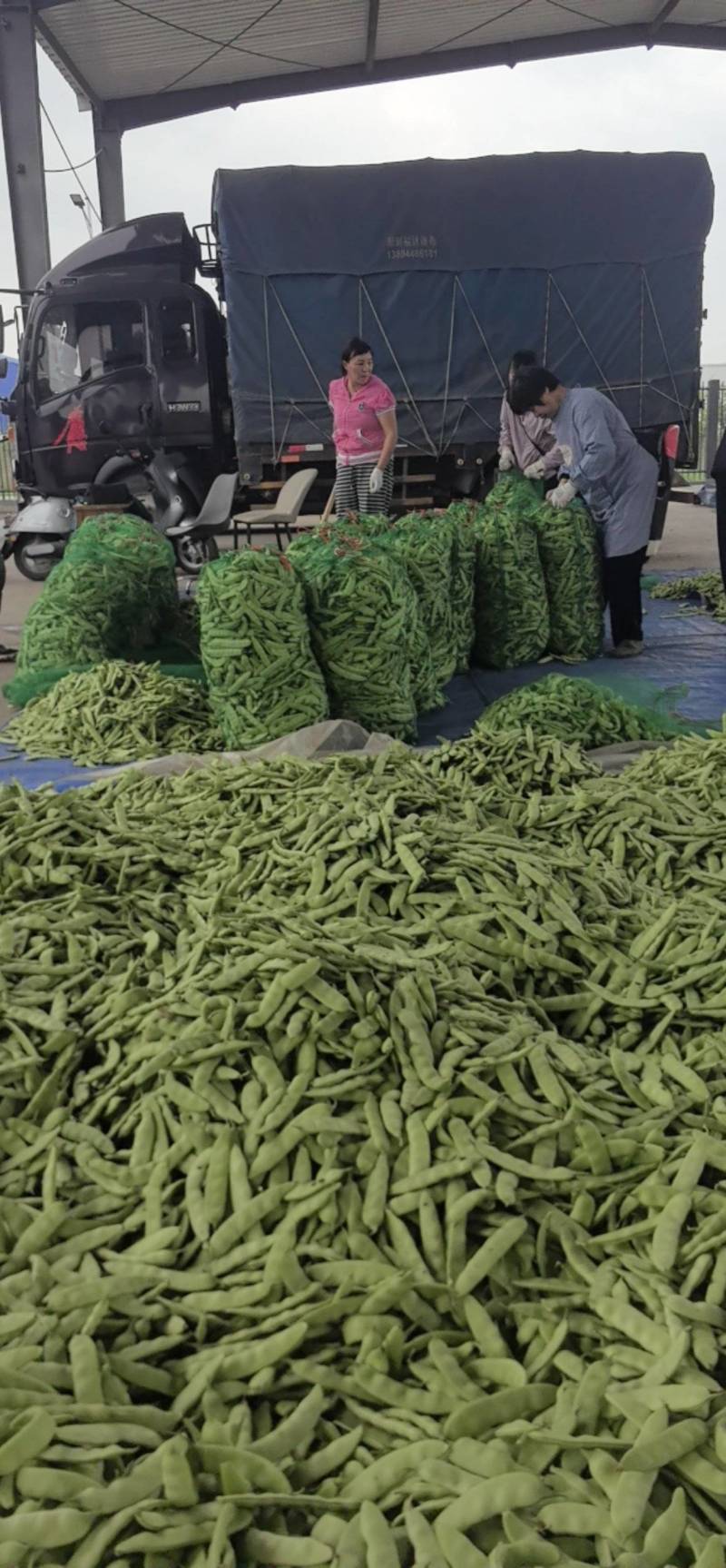 吉林大油豆角上市，品质好，全国发货