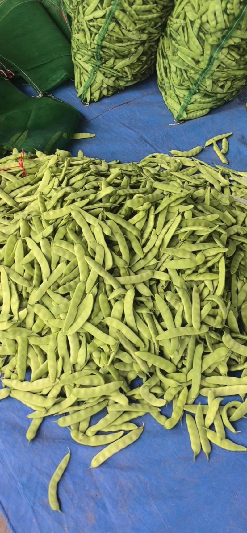 吉林大油豆角上市，品质好，全国发货