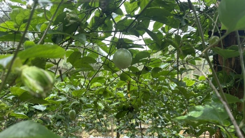 广西百香果钦蜜九号
