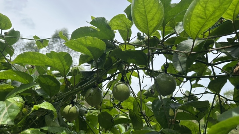 广西百香果钦蜜九号
