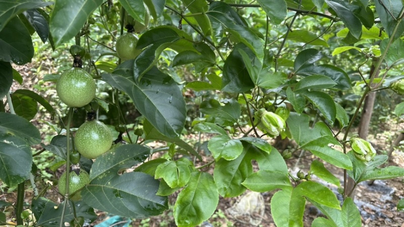 广西百香果钦蜜九号