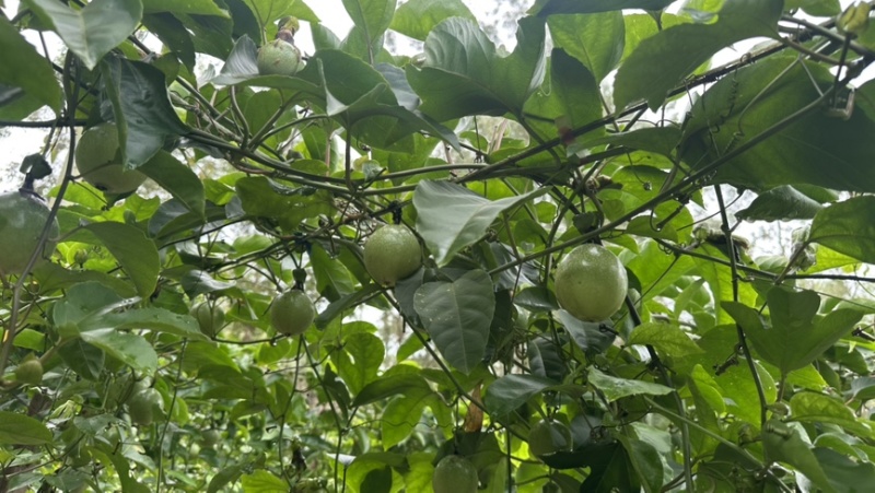 广西百香果钦蜜九号