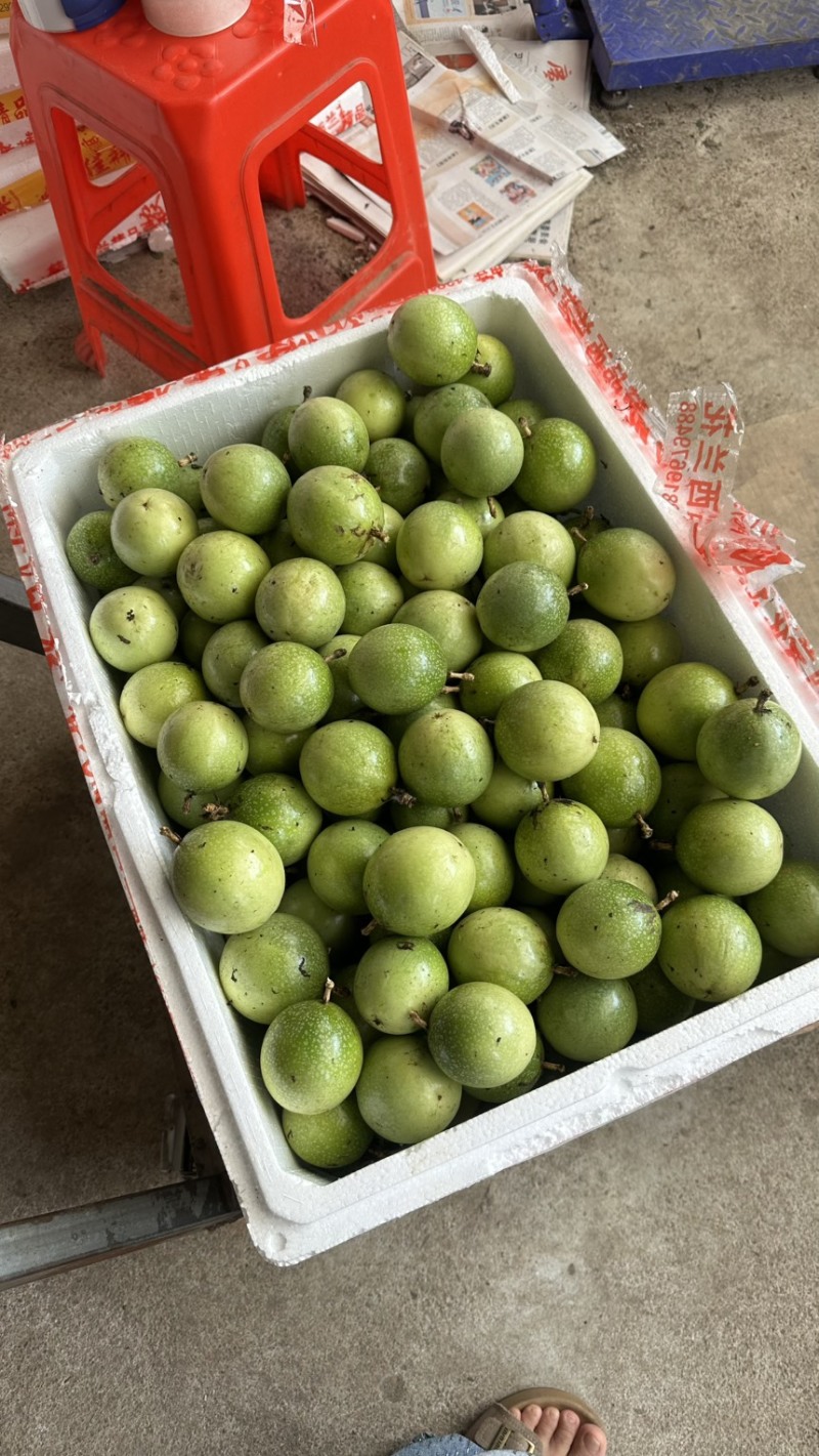 广西百香果钦蜜九号