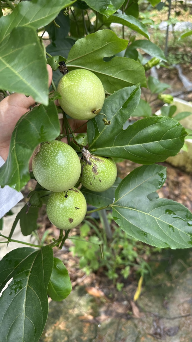 广西百香果钦蜜九号