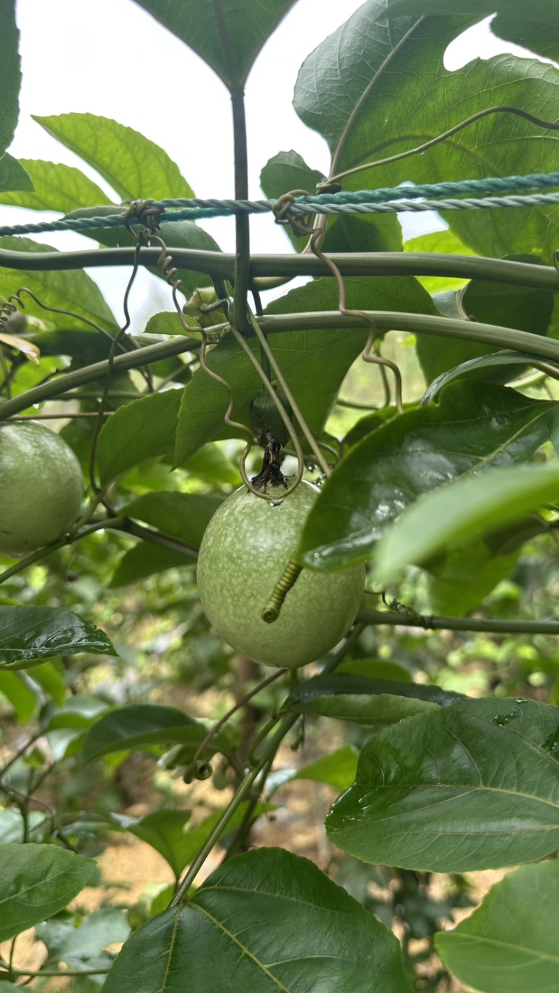 广西百香果钦蜜九号