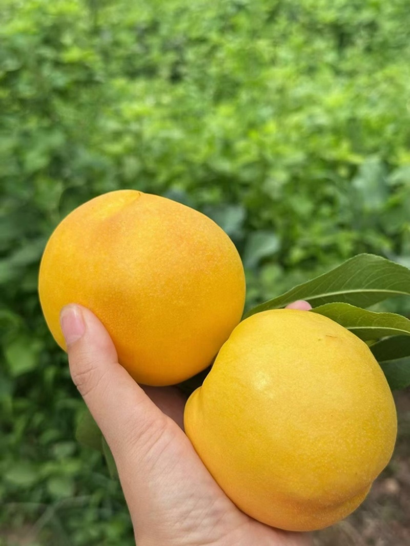 平谷陆地桃子，油桃，蟠桃，毛桃，水蜜桃各种桃
