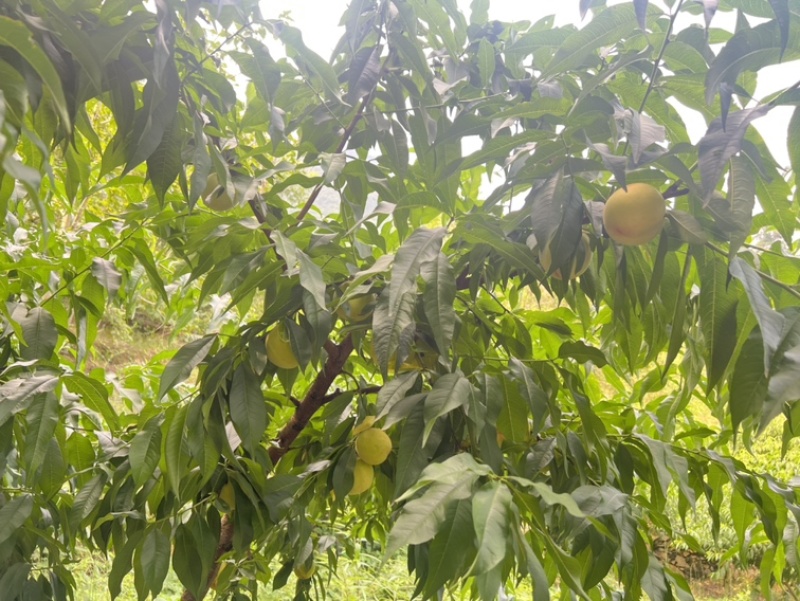 平武县响岩镇白花桃，脆甜多汁，现摘鲜桃自产地。
